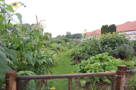 20210821 Montreuil sur Mer, 2392 Chartreuse de Neuville, les jardins
