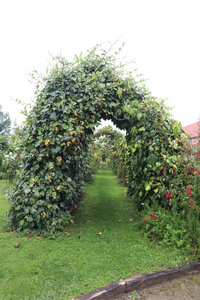 20210821 Montreuil sur Mer, 2397 Chartreuse de Neuville, les jardins