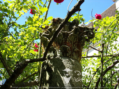 XVI Chapiteaux jardins de l'éveché, 100_1051