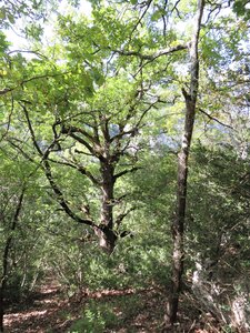 Verdon: sur le sentier de l'Imbut, IMG_7727