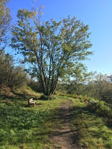Bois d'Avaize, IMG_8135