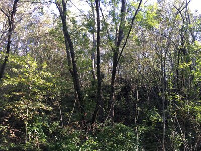 Bois d'Avaize, IMG_8134
