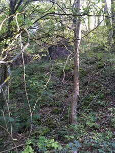 Bois d'Avaize, IMG_8133