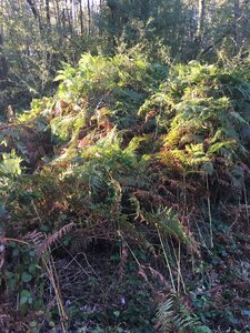 Bois d'Avaize, IMG_8105
