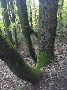 Bois d'Avaize, IMG_8102
