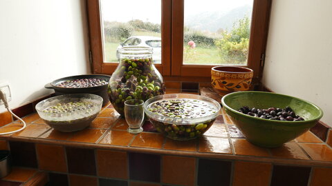 Les olives, P1210752