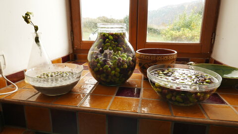 Les olives, P1210750