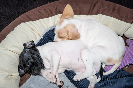 CHIOTS CALINE 30-31-oct , Chiots Caline oct21  4 