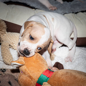 CHIOTS CALINE 30-31-oct , Chiots Caline oct21  5 