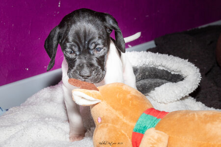 CHIOTS CALINE 30-31-oct , Chiots Caline oct21  6 