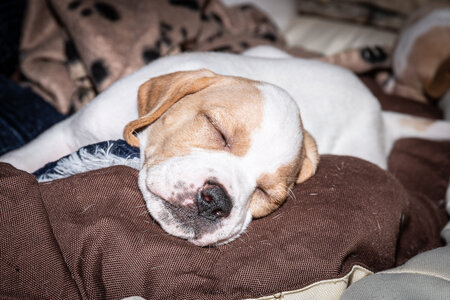 CHIOTS CALINE 30-31-oct , Chiots Caline oct21  8 