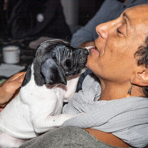 CHIOTS CALINE 30-31-oct , Chiots Caline oct21  9 