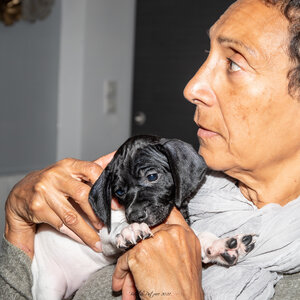 CHIOTS CALINE 30-31-oct , Chiots Caline oct21  12 