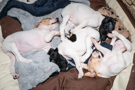 CHIOTS CALINE 30-31-oct , Chiots Caline oct21  14 