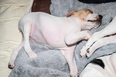 CHIOTS CALINE 30-31-oct , Chiots Caline oct21  16 