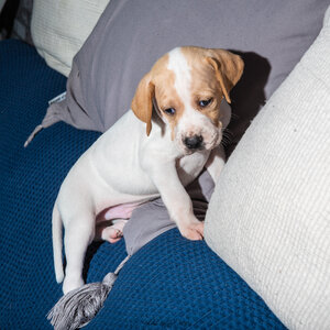 CHIOTS CALINE 30-31-oct , Chiots Caline oct21  18 