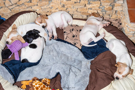 CHIOTS CALINE 30-31-oct , Chiots Caline oct21  20 