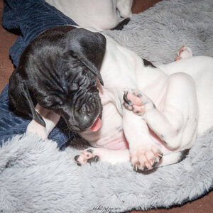 CHIOTS CALINE 30-31-oct , Chiots Caline oct21  21 