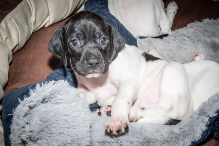 CHIOTS CALINE 30-31-oct , Chiots Caline oct21  22 