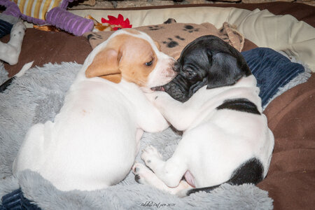 CHIOTS CALINE 30-31-oct , Chiots Caline oct21  24 