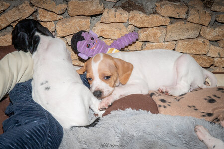CHIOTS CALINE 30-31-oct , Chiots Caline oct21  25 