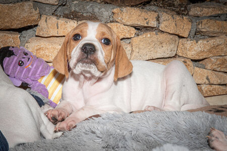 CHIOTS CALINE 30-31-oct , Chiots Caline oct21  26 