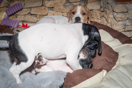 CHIOTS CALINE 30-31-oct , Chiots Caline oct21  28 