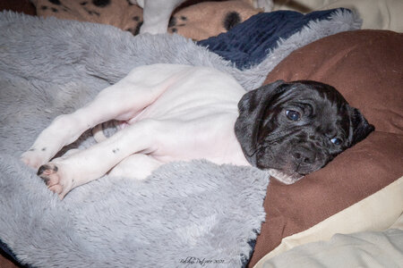 CHIOTS CALINE 30-31-oct , Chiots Caline oct21  29 