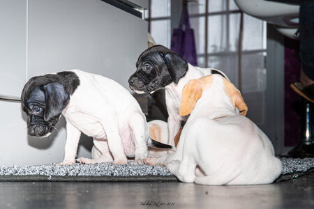 CHIOTS CALINE 30-31-oct , Chiots Caline oct21  32 