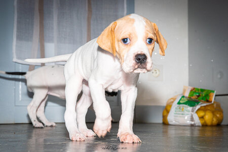 CHIOTS CALINE 30-31-oct , Chiots Caline oct21  33 