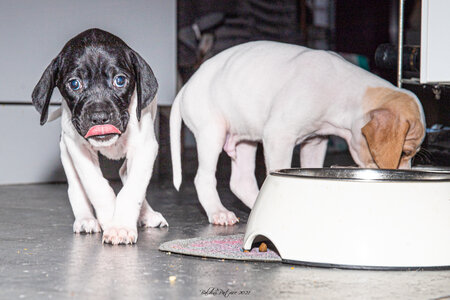 CHIOTS CALINE 30-31-oct , Chiots Caline oct21  36 