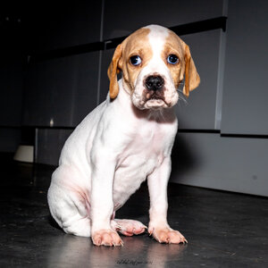CHIOTS CALINE 30-31-oct , Chiots Caline oct21  38 