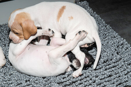 CHIOTS CALINE 30-31-oct , Chiots Caline oct21  39 