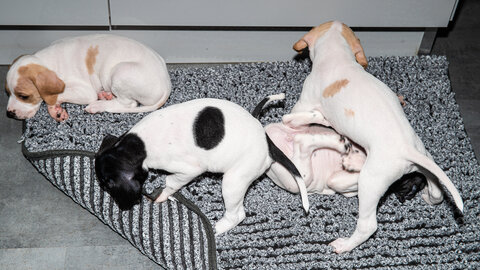 CHIOTS CALINE 30-31-oct , Chiots Caline oct21  40 