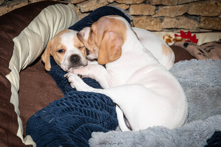 CHIOTS CALINE 30-31-oct , Chiots Caline oct21  41 