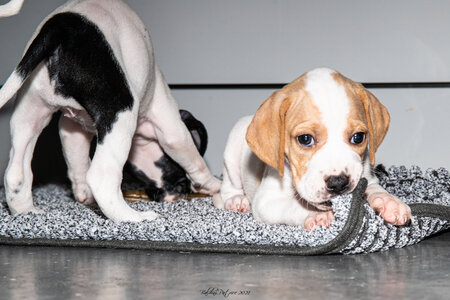 CHIOTS CALINE 30-31-oct , Chiots Caline oct21  43 