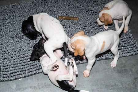 CHIOTS CALINE 30-31-oct , Chiots Caline oct21  44 
