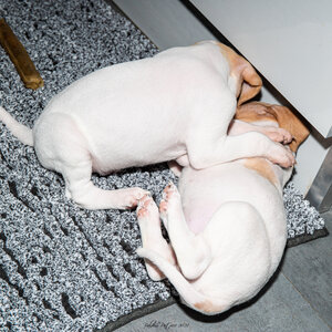 CHIOTS CALINE 30-31-oct , Chiots Caline oct21  45 