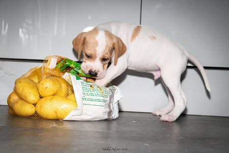 CHIOTS CALINE 30-31-oct , Chiots Caline oct21  47 