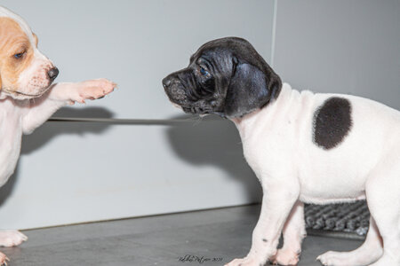 CHIOTS CALINE 30-31-oct , Chiots Caline oct21  48 