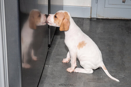CHIOTS CALINE 30-31-oct , Chiots Caline oct21  49 