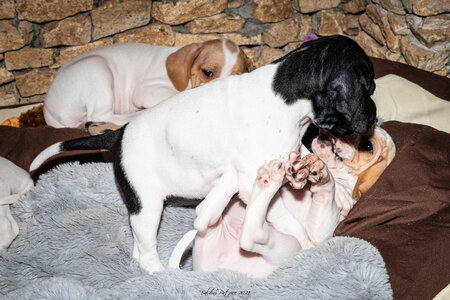 CHIOTS CALINE 30-31-oct , Chiots Caline oct21  51 