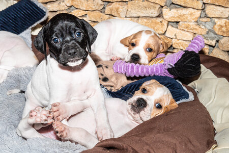 CHIOTS CALINE 30-31-oct , Chiots Caline oct21  52 