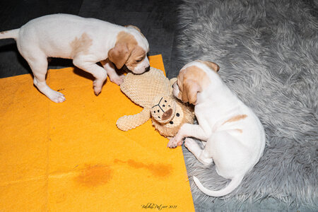 CHIOTS CALINE 30-31-oct , Chiots Caline oct21  53 