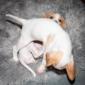 CHIOTS CALINE 30-31-oct , Chiots Caline oct21  54 