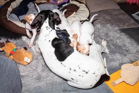 CHIOTS CALINE 30-31-oct , Chiots Caline oct21  55 