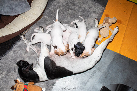CHIOTS CALINE 30-31-oct , Chiots Caline oct21  56 