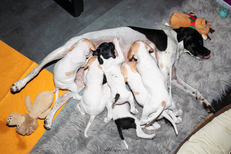 CHIOTS CALINE 30-31-oct , Chiots Caline oct21  57 