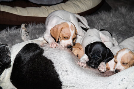 CHIOTS CALINE 30-31-oct , Chiots Caline oct21  59 