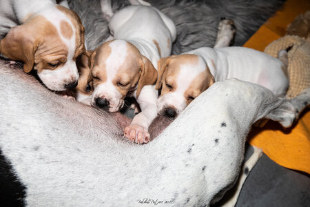 CHIOTS CALINE 30-31-oct , Chiots Caline oct21  64 